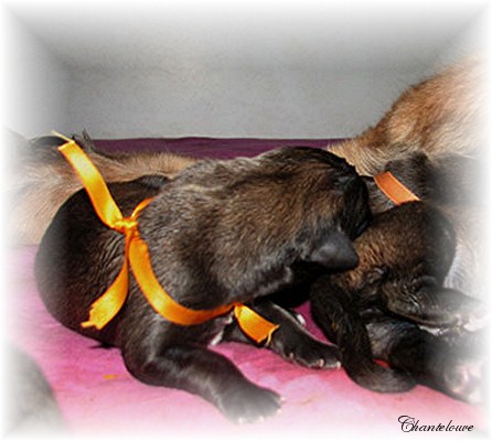 Leonberger Germinal des Neiges de Chantelouve