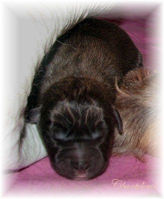 Leonberger Germinal des Neiges de Chantelouve