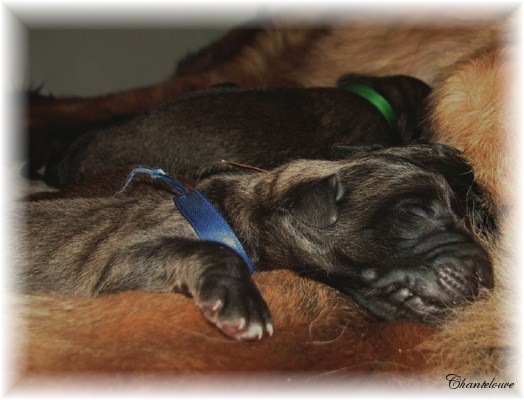 Leonberger Germinal des Neiges de Chantelouve