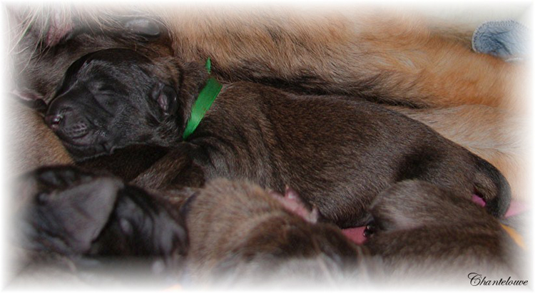 Leonberger Germinal des Neiges de Chantelouve
