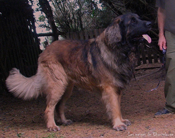 Jehan-Frimaire dit Jacquou des Neiges de Chantelouve, papa de nos chiots leonberg Lilas