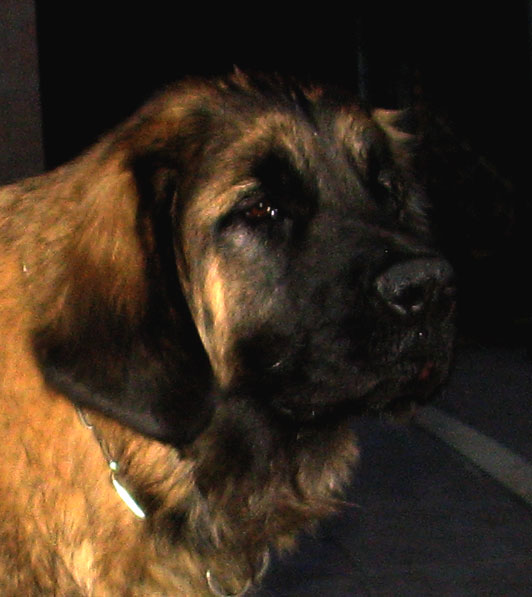 Fanny-Brumaire des Neiges de Chantelouve, maman de nos chiots leonberg Coquelicot