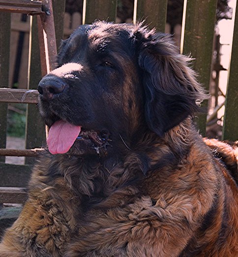 Jocelaine-Nivse des Neiges de Chantelouve, maman de nos chiots leonberg Nigritelle