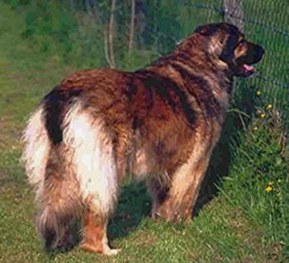 Leonberger Jourdaine des Sentes de l'Ortier