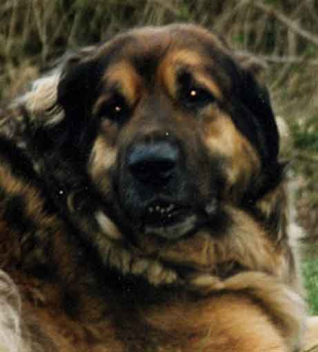 Leonberger Jourdaine des Sentes de l'Ortier