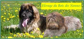 Leonberg du Bois des Nonnes