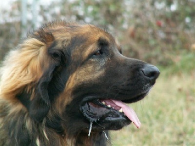 Le site de Boniface, fils de notre Robin avec Cookie du Magrapp, un trs beau leonberg 