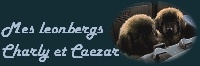 ils sont deux qui ne se sont jamais quitts depuis leur naissance. et les btises, les jeux, les clins continuent pour nos deux insparables, Caezar et Charly, pour la plus grtande fiert de leur leveuse Franoise, et de leurs parents, Antonin-Floral n chez nous et Vicky-Lou du Sceau de la Chabraque 