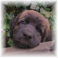 Leonberger von Denderlwe, en Belgique, levage o sont ns les bbs de Robin et Auva Queblos