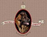 Leonberger en Hollande, chez Wilma