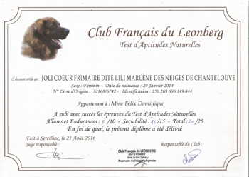 Les Leonbergs des Neiges de Chantelouve - Quoi de Neuf chez nos Leonbergs