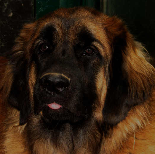 Gervaise-Fructidor des Neiges de Chantelouve, maman de nos chiots leonberg Lilas