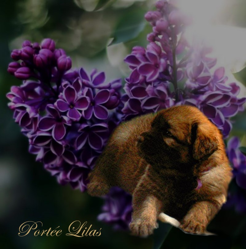 Naissance des chiots Leonberg Lilas des Neiges de Chantelouve Naissance des chiots Leonberg Lilas des Neiges de Chantelouve