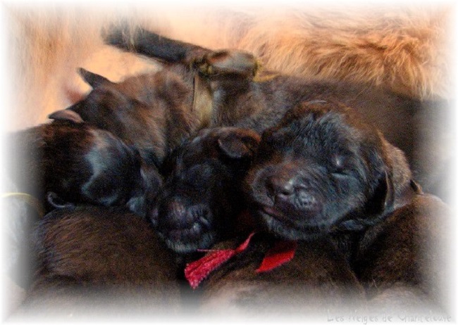Les premiers jours des bébés leonberg Coquelicot des Neiges de Chantelouve