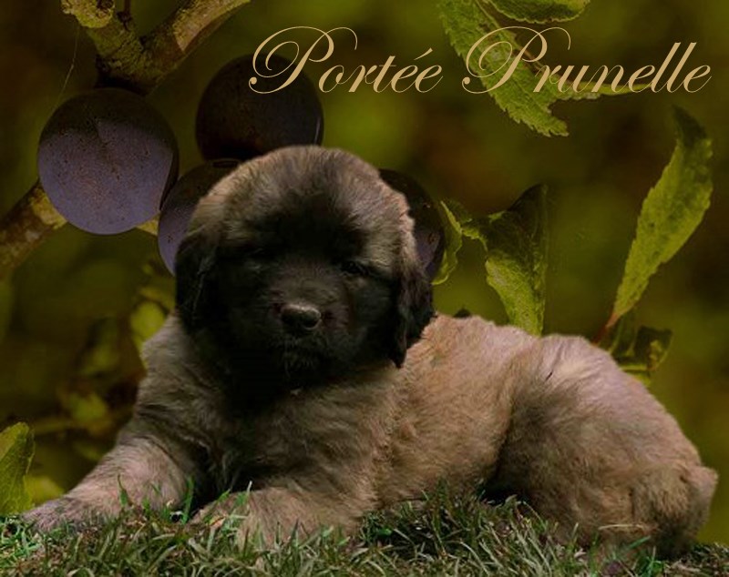 Naissance des chiots Leonberg Nenuphar des Neiges de Chantelouve