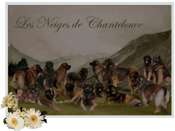 Notre Famille Leonberg