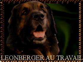 Leonberg au travail