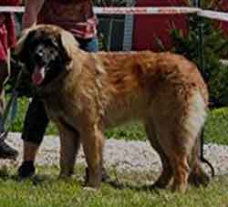 Charline,  la rgionale Leonberg de Vallires en 2008