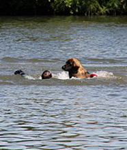 Leonberg Cosima Messidor des Neiges de Chantelouve, au  3ime degr  de sauvetage aquatique, rapport du plongeur au bateau