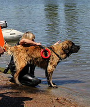 Leonberg Cosima Messidor des Neiges de Chantelouve, au  3ime degr   de sauvetage aquatique, rapport du plongeur au bateau