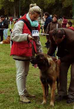 Cosima en Classe Jeunes Femelles Leonberg  Romorantin en 2008.