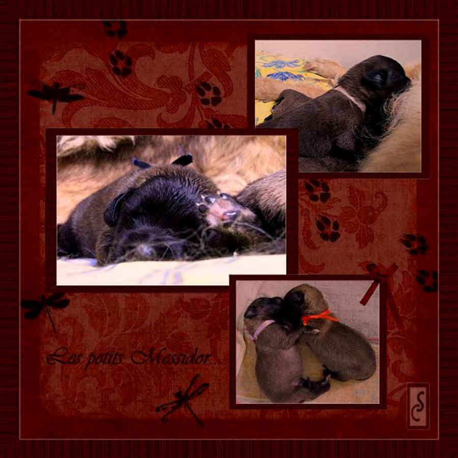 Naissance des chiots Leonberg Messidor des Neiges de Chantelouve