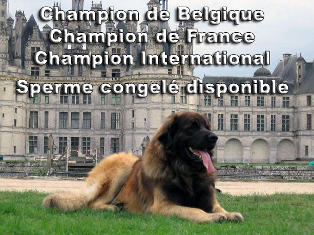 CHIB Leonberger Anouk du Clos des Jaunires