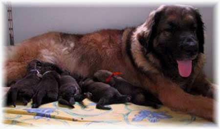 Maman Leonberg et ses chiots