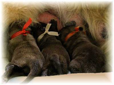 Maman Leonberg et ses chiots 
