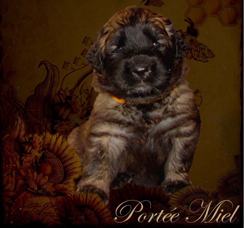Naissance des chiots Leonberg Trolle des Neiges de Chantelouve