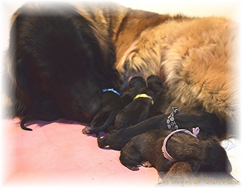 Nos chiots leonberg Mielancolie