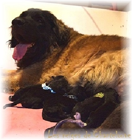 Nos chiots leonberg Mielancolie