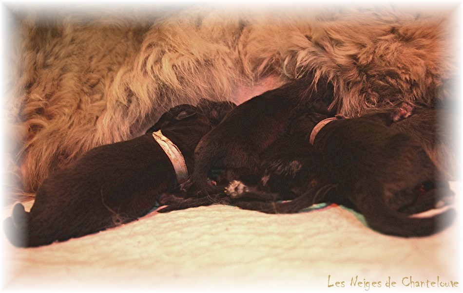 Nos chiots leonberg Mielancolie
