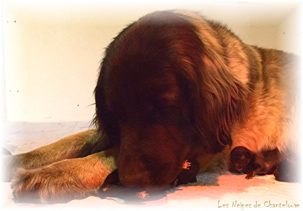 Nos chiots leonberg Mielancolie