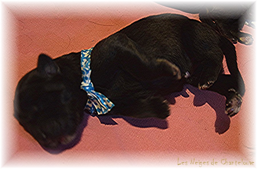 Nos chiots leonberg Mielancolie