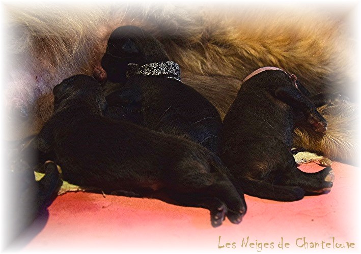 Nos chiots leonberg Mielancolie