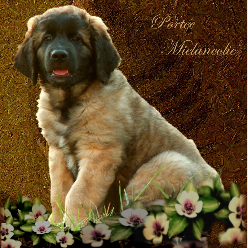 Naissance des chiots Leonberg Agate-Olive des Neiges de Chantelouve