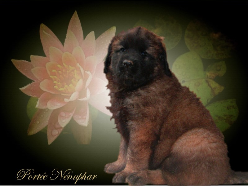 Naissance des chiots Leonberg Nenuphar des Neiges de Chantelouve