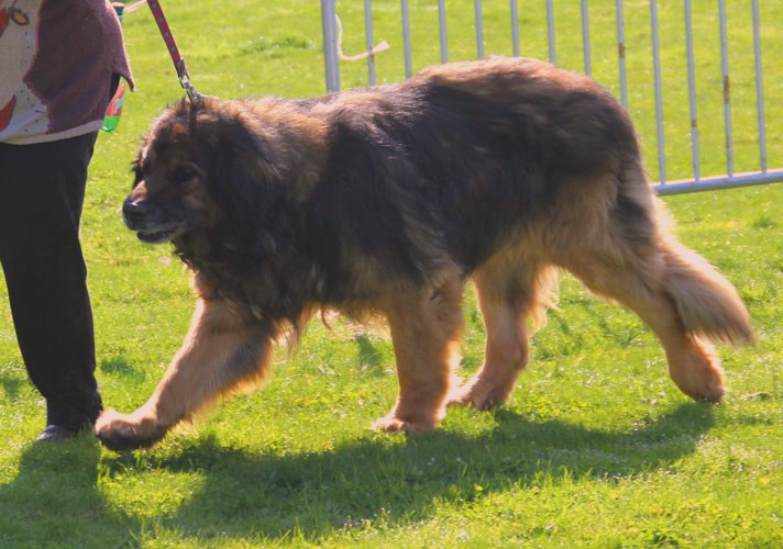 Leonberg Robin des Neiges de Chantelouve en juillet 2013 avec sa fille Eugnie.