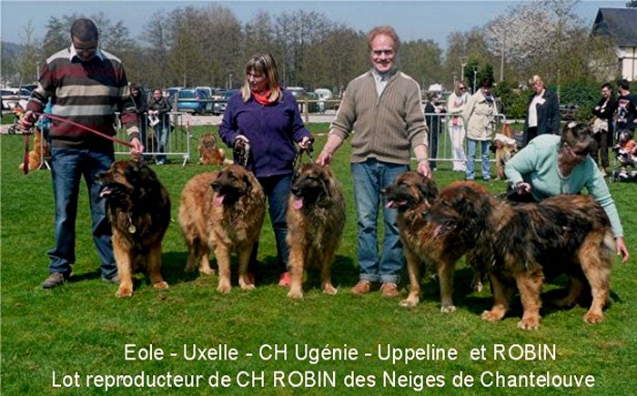 Leonberg Robin des Neiges de Chantelouve en juillet 2013 avec sa fille Eugénie. Leonberg Robin des Neiges de Chantelouve en juillet 2013 avec sa fille Eugénie.