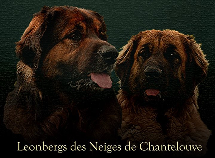 Les Leonbergs des Neiges de Chantelouve - Quoi de Neuf chez nos Leonbergs?