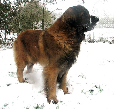 Les Leonbergs des Neiges de Chantelouve - Quoi de Neuf chez nos Leonbergs?