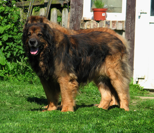 Leonberg Robin des Neiges de Chantelouve en juillet 2013 avec sa fille Eugnie.
