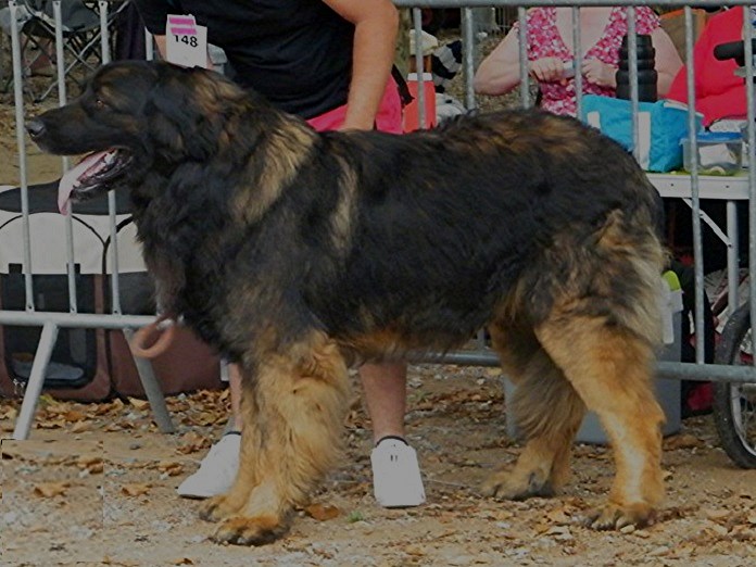 Igloo TI, papa de nos chiots leonberg Nigritelle