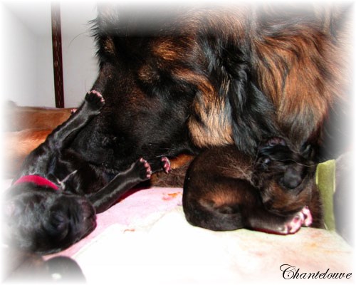 Leonberger Nivôse des Neiges de Chantelouve