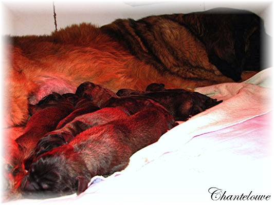 Leonberger Nivôse des Neiges de Chantelouve
