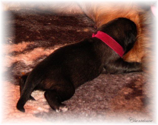 Leonberger Frimaire des Neiges de Chantelouve