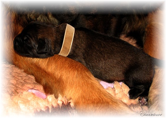 Leonberger Frimaire des Neiges de Chantelouve