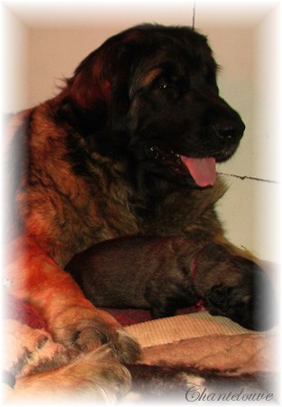 Leonberger Frimaire des Neiges de Chantelouve