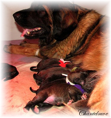 Leonberger Nivôse des Neiges de Chantelouve